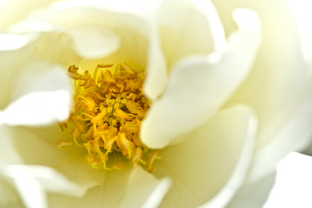 Detail of a flowerの写真素材