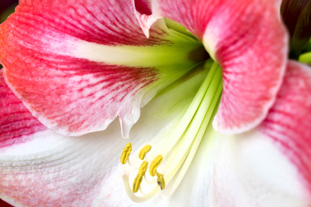 Detail of a flowerの写真素材