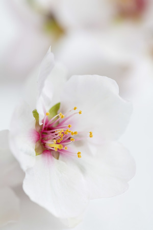 Almond blossoms on a white backgroundの写真素材