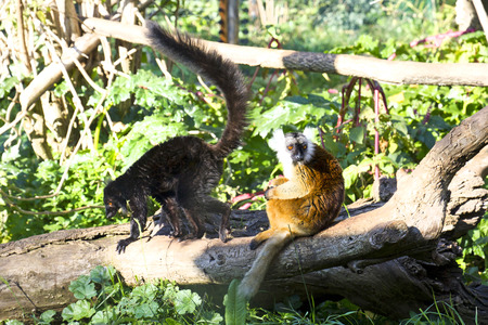 Lemur sitting on a treeの写真素材