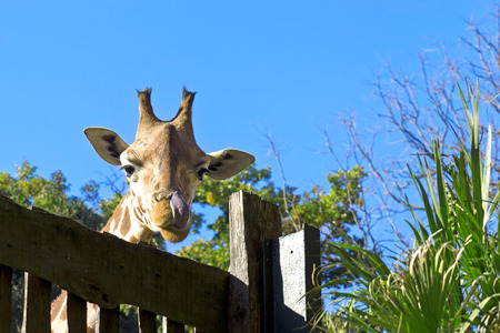 Giraffe in the nature の写真素材