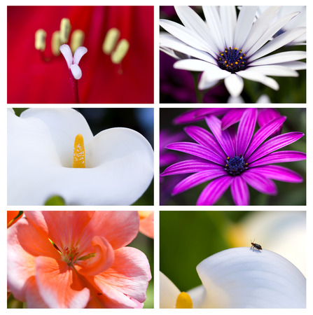 Detail of a flowers. Collage and close upの写真素材