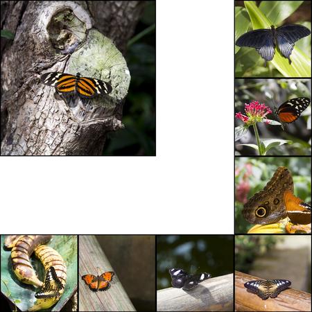 Collage. Close-up of a colorful and beautiful butterflyの写真素材