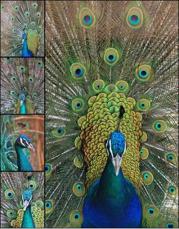Collage of a beautiful blue male peacock with its tail openの写真素材
