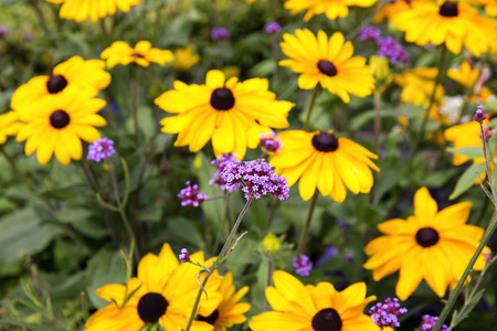 Beautiful flowers variegated in the Versailles Castle, Paris, France の写真素材