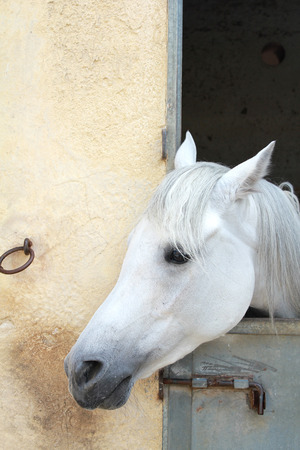 Beautiful white horse in the stableの写真素材