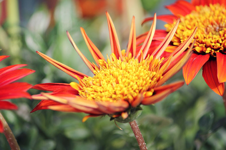 Beautiful flowers in the garden in Sicilyの写真素材