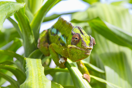 Closeup of a chameleon among the leaves of a treeの写真素材