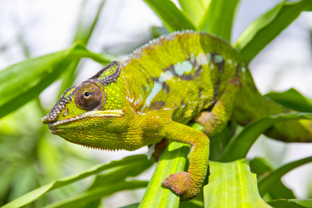 Closeup of a chameleon among the leaves of a treeの写真素材