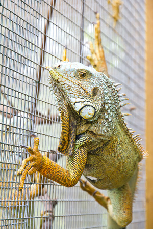 Close up of iguana climbing on the wallの写真素材