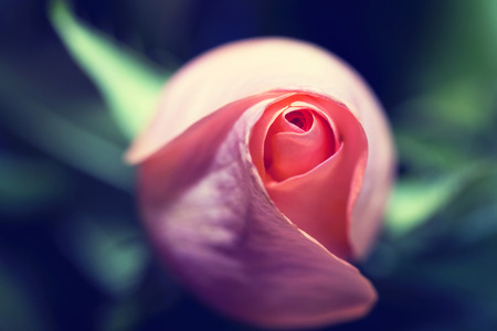 Close up of a Peach Colored Roseの写真素材