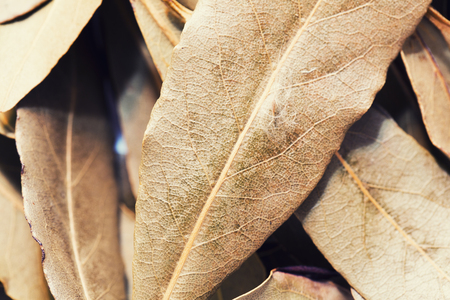 A macro close up of dried bay leavesの写真素材