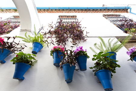 Flowers in flowerpot on the white walls on famous Flower street Calleja de las Flores in old Jewish quarter of Cordoba, Andalusia, Spainの写真素材