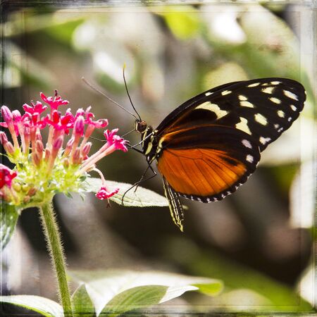 Close-up of a colorful and beautiful butterfly