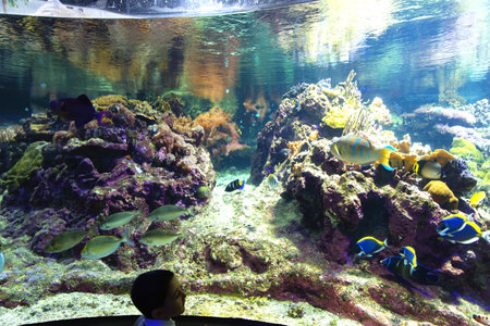Genoa, Liguria, July 19, 2019: visiting the aquarium of Genoa, Liguria, Italyのeditorial素材
