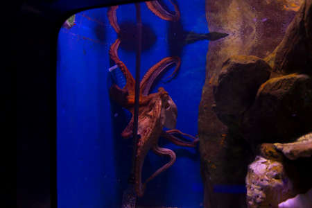 The octopus. Beautiful view of the Genoa aquarium. Great variety of aquatic animals.の写真素材