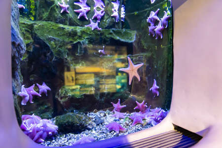 The starfish. Beautiful view of the Genoa aquarium. Great variety of aquatic animals.