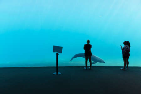 GENOVA, ITALY, 19 JULY 2019: A visit in the famous The Aquarium of Genoa, the largest aquarium in Italy and among the largest in Europe. Beautiful view of the Genoa aquarium. Great variety of aquatic animals.の写真素材