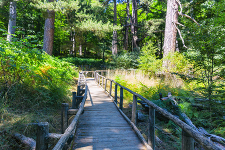 The Giants of the Sila. Sila National Park