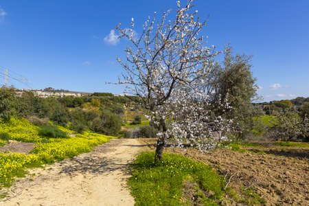 Almond tree full of flowers, spring in Sicilyの写真素材