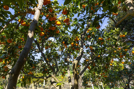 Delicious Sicilian oranges in a citrus groveの写真素材