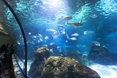 BARCELONA, SPAIN, January 03, 2024: Tanks with marine creatures inside the Barcelona aquarium, Spainの写真素材