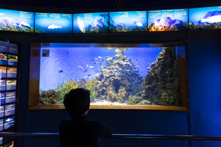 BARCELONA, SPAIN, January 03, 2024: Tanks with marine creatures inside the Barcelona aquarium, Spainの写真素材