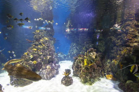 Tanks with marine creatures inside the aquariumの写真素材