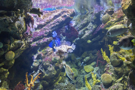 Tanks with marine creatures inside the aquariumの写真素材