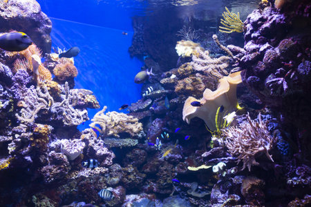 Tanks with marine creatures inside the aquariumの写真素材