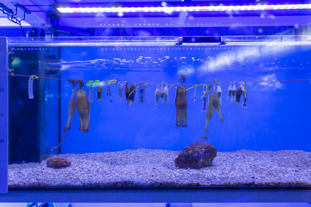 Tanks with marine creatures inside the aquariumの写真素材
