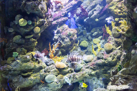 Tanks with marine creatures inside the aquariumの写真素材
