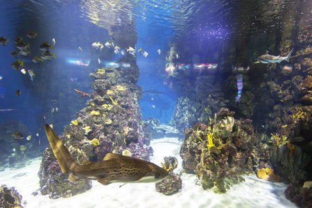 Tanks with marine creatures inside the aquariumの写真素材