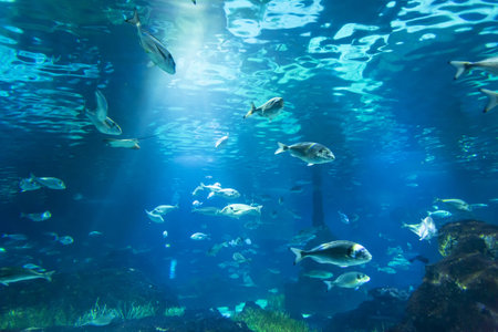Tanks with marine creatures inside the aquariumの写真素材