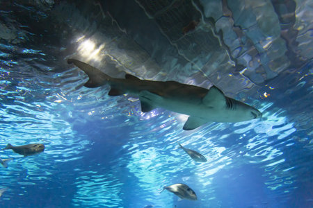 Tanks with marine creatures inside the aquariumの写真素材