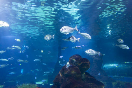 Tanks with marine creatures inside the aquariumの写真素材