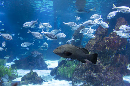 Tanks with marine creatures inside the aquarium