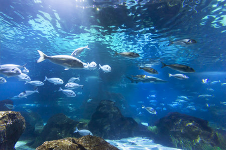 Tanks with marine creatures inside the aquariumの写真素材
