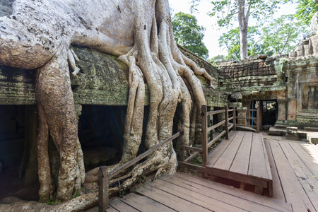 Giant tree roots grow over the ancient structures of Ta Prohm templeの写真素材