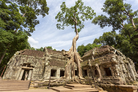 Giant tree roots grow over the ancient structures of Ta Prohm templeの写真素材