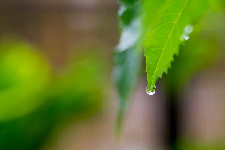 Beautiful drops of transparent rain water on green leaf macro. Many drops of dew in morning in sun....