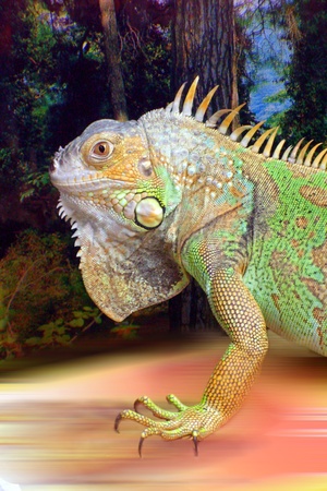 iguanaの写真素材