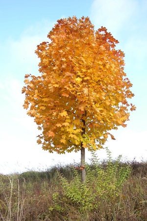 autumn treeの写真素材