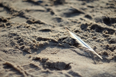 Feather on the sand beach in the sun on the Baltic Seaの写真素材