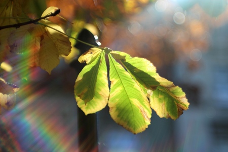 Autumn chestnut leaf in the colors of the rainbowの写真素材