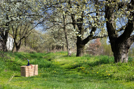 suitcase on the road in a wild orchard blosoomingの写真素材