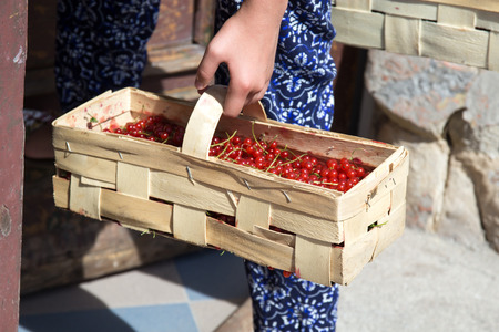 A woman carries a freshly cut red currant in the basketの写真素材