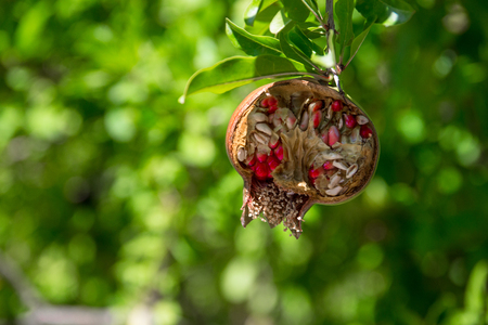 mature cracked pomegranate on the treeの写真素材