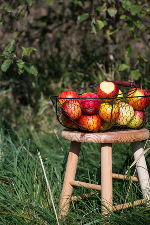 organic autumn apples in a basket on a wooden table in an orchardの写真素材