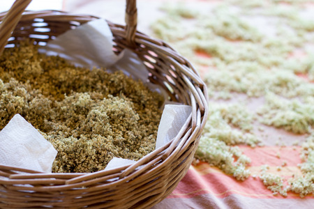 Dried herbs of wild elder flowers - natural medicineの写真素材